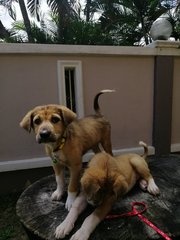 Lulu And Lilii - Mixed Breed Dog