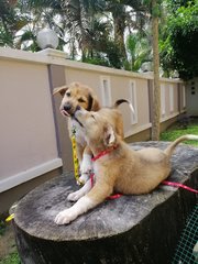 Lulu And Lilii - Mixed Breed Dog