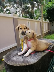 Lulu And Lilii - Mixed Breed Dog