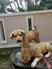 Lulu And Lilii - Mixed Breed Dog