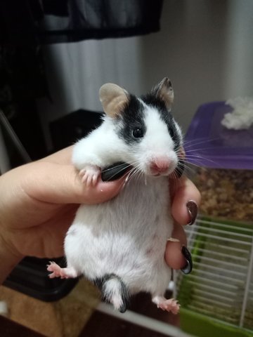 Gwen  - Syrian / Golden Hamster Hamster