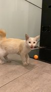 Noname - Domestic Long Hair Cat