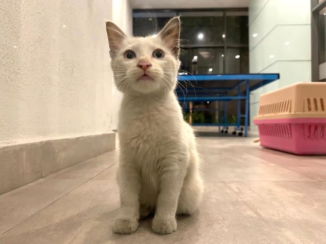 Noname - Domestic Long Hair Cat