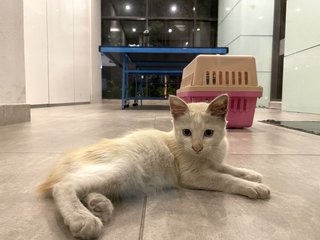 Noname - Domestic Long Hair Cat