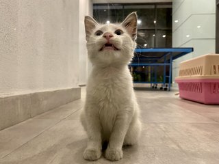 MEOOOOWWW. 