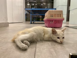 Noname - Domestic Long Hair Cat
