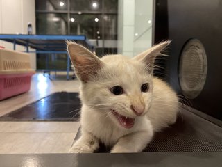 Noname - Domestic Long Hair Cat