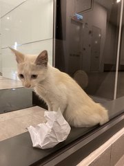 Noname - Domestic Long Hair Cat