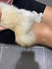 Possibly long hair. 