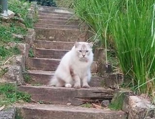 Snowie - Domestic Medium Hair Cat