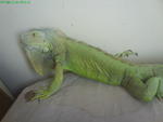 Sunthari - Iguana Reptile