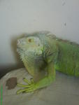 Sunthari - Iguana Reptile