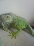 Sunthari - Iguana Reptile