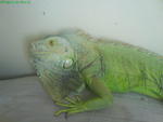 Sunthari - Iguana Reptile