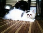 Casanova - Persian Cat