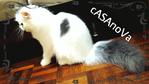 Casanova - Persian Cat