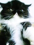 Lady Cassandra - Persian Cat