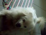 My Dog - Maltese + Spitz Dog