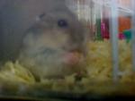 Bhoolan Bin Hidyr - Short Dwarf Hamster Hamster