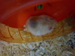 Bhintang Bt Hidyr - Short Dwarf Hamster Hamster