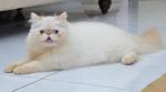 Charlie - Persian + Himalayan Cat