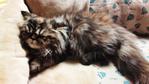 Lady Qashmera - Domestic Long Hair Cat