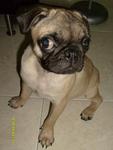 PF10365 - Pug Dog