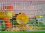 Chiku &amp; Chicky - Common Hamster Hamster