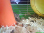 Chiku &amp; Chicky - Common Hamster Hamster