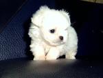 Maltese Puppies - Maltese Dog