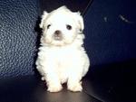 Maltese Puppies - Maltese Dog