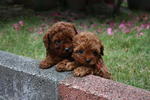 Toy Poodle Puppies - Poodle Dog