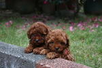 Toy Poodle Puppies - Poodle Dog