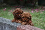 Toy Poodle Puppies - Poodle Dog