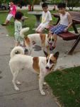 Such cool dogs, enjoying the park!