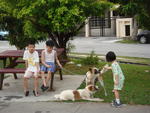 Irresistible to kids! but please, let there be responsible adults to care for the dogs!