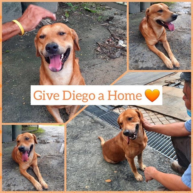 Diego - Mixed Breed Dog