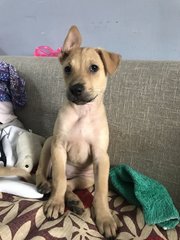 Cindy - Mixed Breed Dog