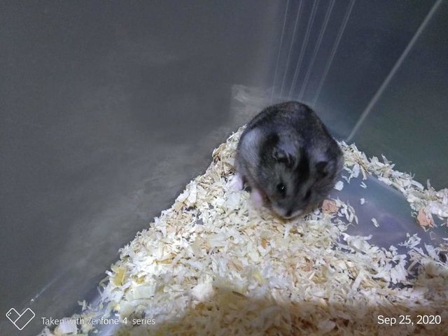 Chubby - Striped Hairy Foot Russian Hamster Hamster