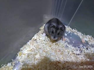 Chubby - Striped Hairy Foot Russian Hamster Hamster