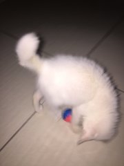 Putih - Domestic Short Hair Cat