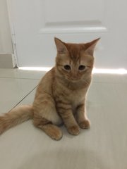 Miwa - Domestic Medium Hair Cat