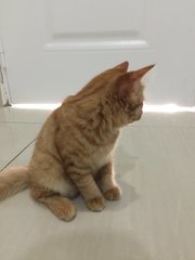 Miwa - Domestic Medium Hair Cat