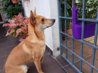 Coco - Mixed Breed Dog