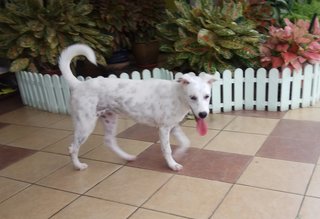 Whitey - Mixed Breed Dog