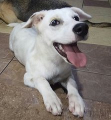 Whitey - Mixed Breed Dog