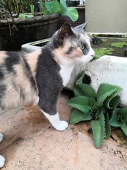 Sassy - Calico Cat