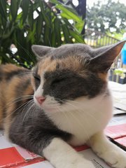 Sassy - Calico Cat