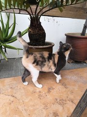 Sassy - Calico Cat