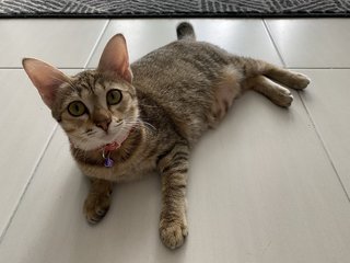 Anggun - Ocicat + Singapura Cat